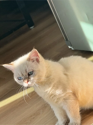 Britisch Kurzhaar Kater, 4 Monate, geimpft, entwurmt & mit Stammbaum