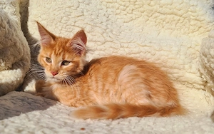 Maine Coon  Dame Rose in red tabby mit Stambaum 