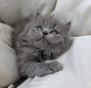 Süße reinrassige kitten  