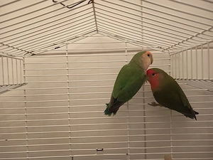 vögel zu verkaufen