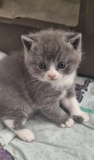 Nur noch 2 kleine BKH Katerchen 