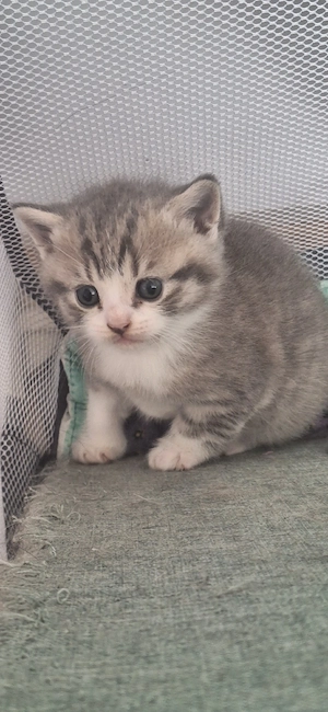 3 kleine BKH Katerchen 