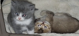 3 kleine BKH Katerchen 