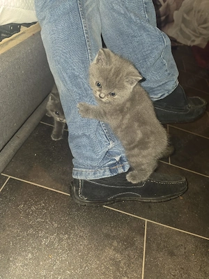 BKH Kitten 