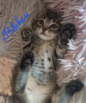 4 Kitten suchen schönes Zuhause 
