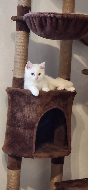 Kater britisch Kurzhaar 