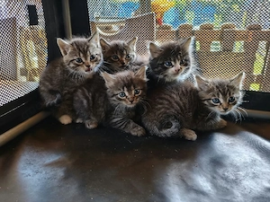 Katzenbabys 5 Stück Rase 12 wochen 4 Kater 1 Weibchen 