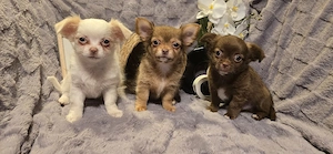 Reinrassige Chihuahua Welpen 
