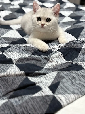 Reinrassiger Britisch Kurzhaar kitten