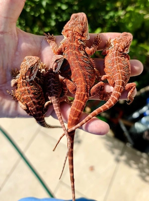 sher schöne bartagamen extrem red hige blue tiger leatherback 