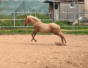 Quarter Pony Palomino mit Papier 