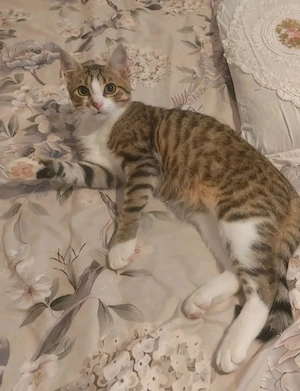 Nemo Verspielter Kater sucht spannende Familie