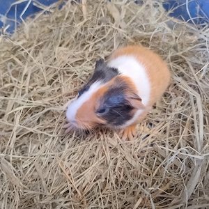 Meerschweinchen Weibchen 8 Wochen 