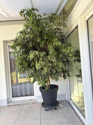 Großer gesunder Ficus Benjamini zu verschenken