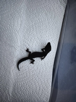 Leopardgecko BN 0,1
