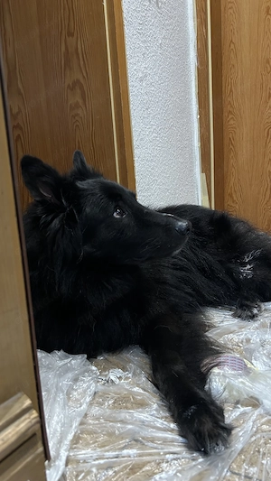 !! NOTFALL !! Groenendael x Collie Mix | Unser Teddi braucht dringend ein neues Zuhause!