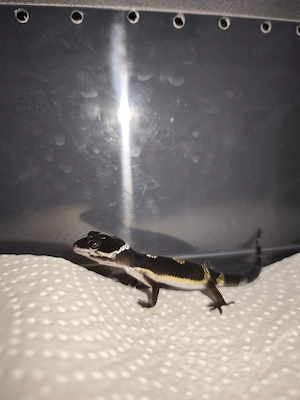 Leopardgecko BN 1,0 