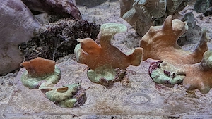 Pavona Cactus Koralle