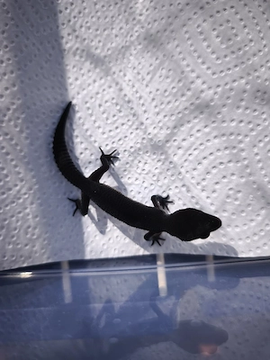 Leopardgecko BN 0,1