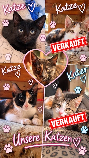 katzen kitten suchen zuhause 