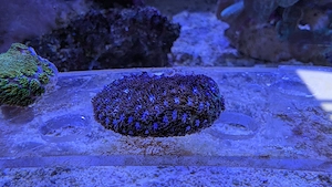 Leptastrea Purple Glam
