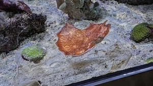 Montipora Foliosa
