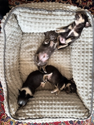 Chihuahua Welpen an liebevolle Familie abzugeben