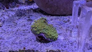Leptastrea John Deer