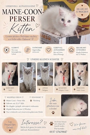 Perser-Main-Coon Kitten 
