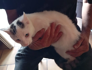 Katze Babykatze 