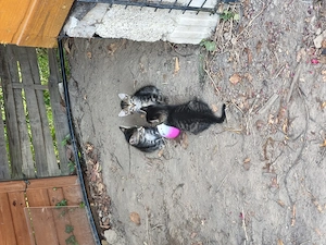 Gartenstreuner Katzen zu vergeben 