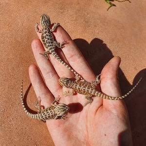 Bartagamen Jungtiere - Pogona vitticeps Recklinghausen