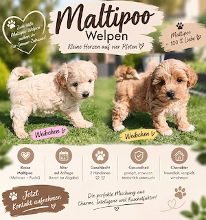 Wunderschöne Maltipoo Welpen