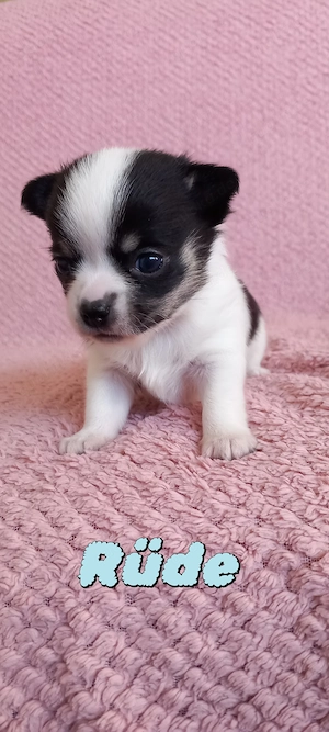Chihuahuawelpen auf Familiensuche