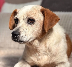 Heidi - süße Omi sucht Zuhause!