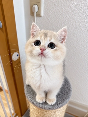 BKH: Bule Golden Shell. Kater Ay12