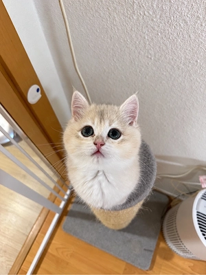 Wunderschöner Britisch-Kurzhaar-Kater   Blue Golden Shell (ay12)