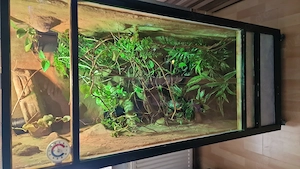 Terrarium mit Inhalt Chamäleon