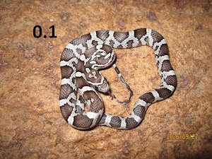 Kornnatter Pantherophis guttatus NZ 07 26 abzugeben. 