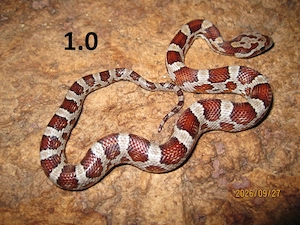 Kornnatter Pantherophis guttatus NZ 07 26 abzugeben. 