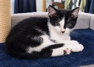 tuxedo katze 