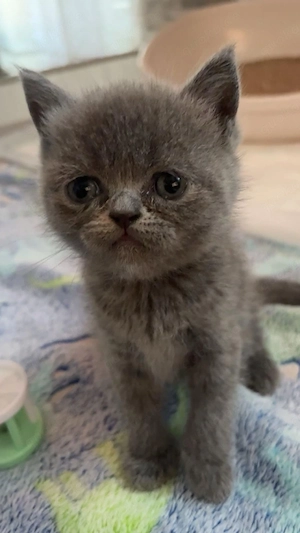 BKH Kittchen (Mädchen )