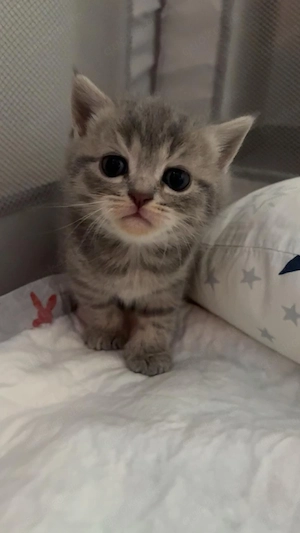 BKH Kitten