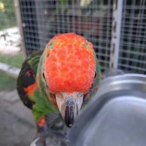 0,1 Grüner Kongopapagei Papagei Bild 2