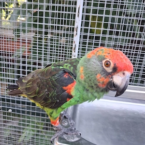 0,1 Grüner Kongopapagei Papagei Bild 7