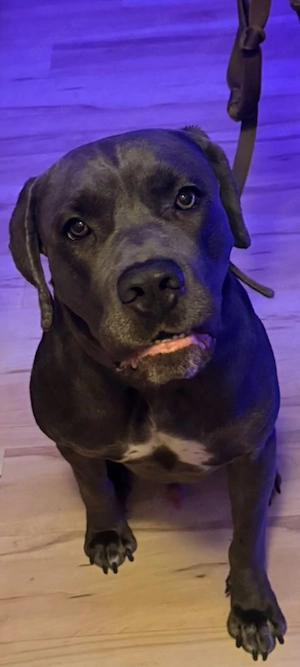 Cane Corso Blueline Hugo zum abgeben