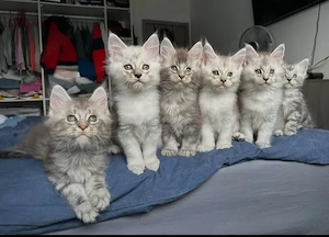 Traumhafte Maine-Coon-Kätzchen bereit für ihre neue Familie