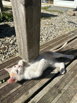    Süßes Babykätzchen sucht ein neues Zuhause!   