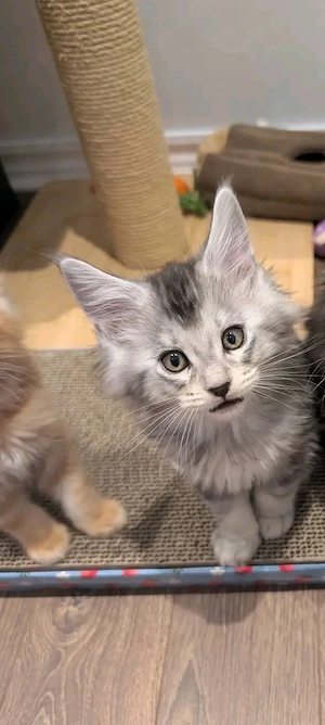 Traumhafte Maine-Coon-Kätzchen bereit für ihre neue Familie