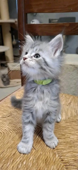 Traumhafte Maine-Coon-Kätzchen bereit für ihre neue Familie